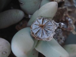 Dracophilus dealbatus fruit capsules